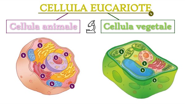 Differenza Tra Cellula Animale E Cellula Vegetale cellula animale e cellula vegetale