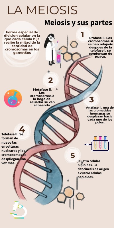 INFO VERTICAL ADN | Genially