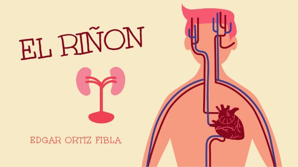 Riñon