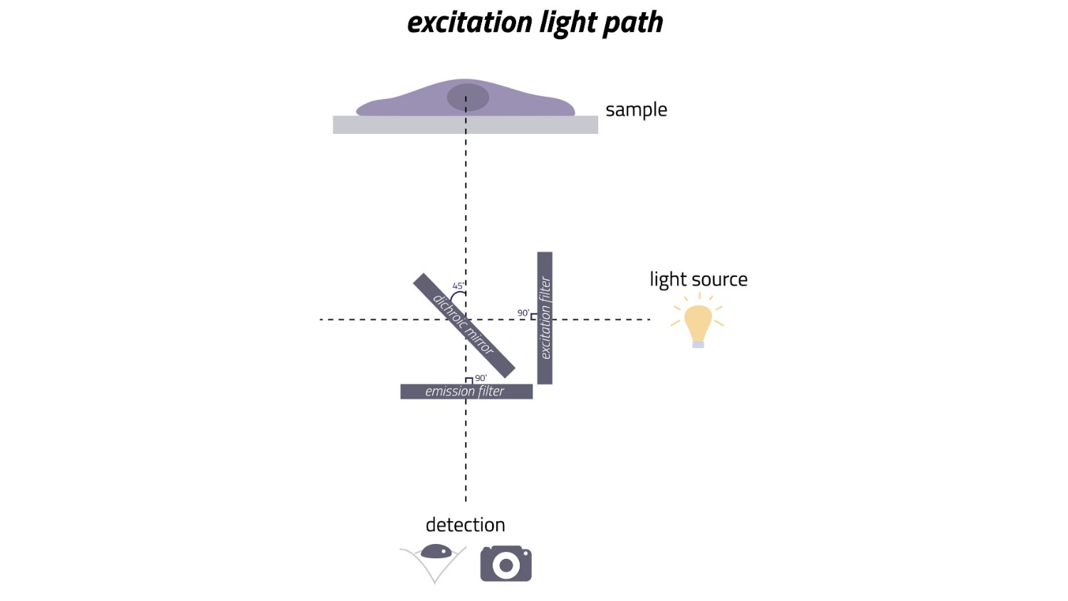 Excitation Light Path | Genially