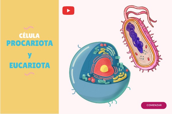 PARTES DE LA CÉLULA PROCARIOTA | Genially