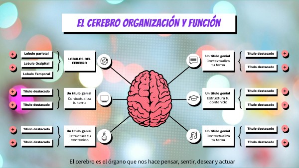 EL CEREBRO ORGANIZACIÓN Y FUNCIÓN