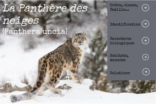 Panthère des neiges