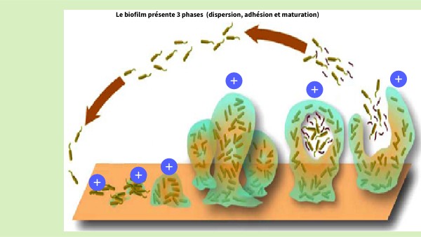 biofilm | Genially