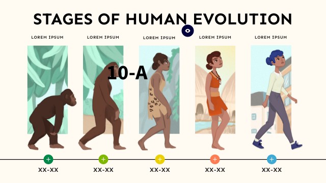 STAGES OF HUMAN EVOLUTION