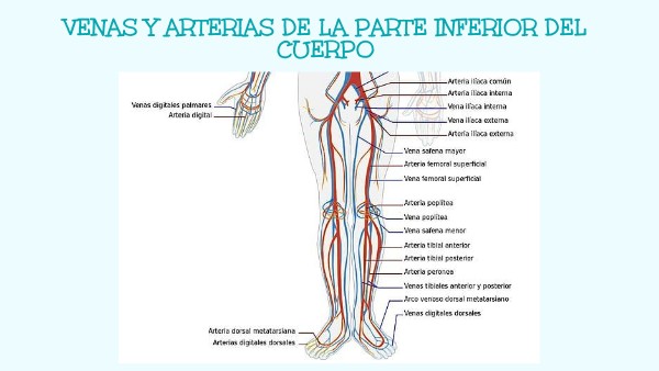 Presentación Venas y arterias