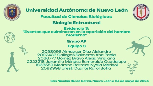 Etapas De Evolución Humana Etapas De Evolución Humana